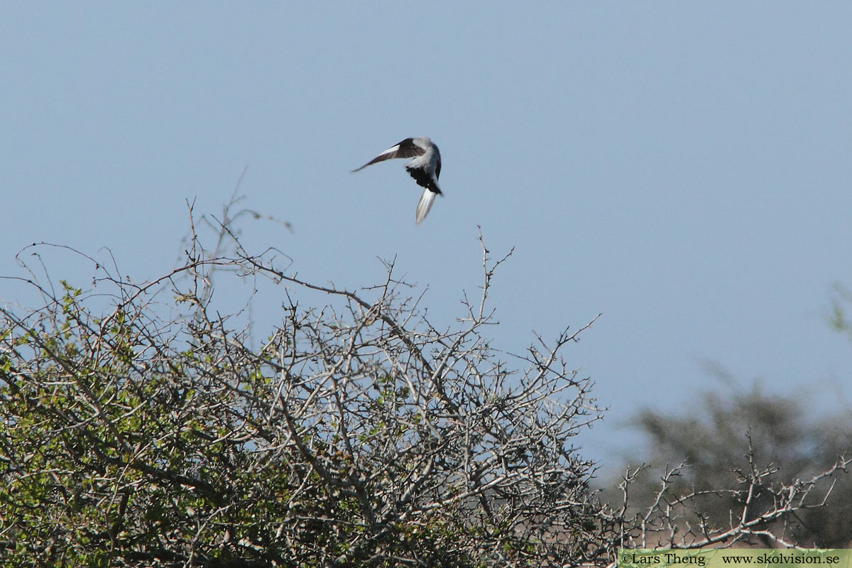 Varfågel, Lanius excubitor