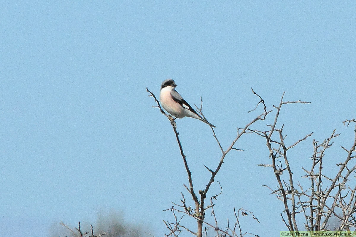 Varfågel, Lanius excubitor