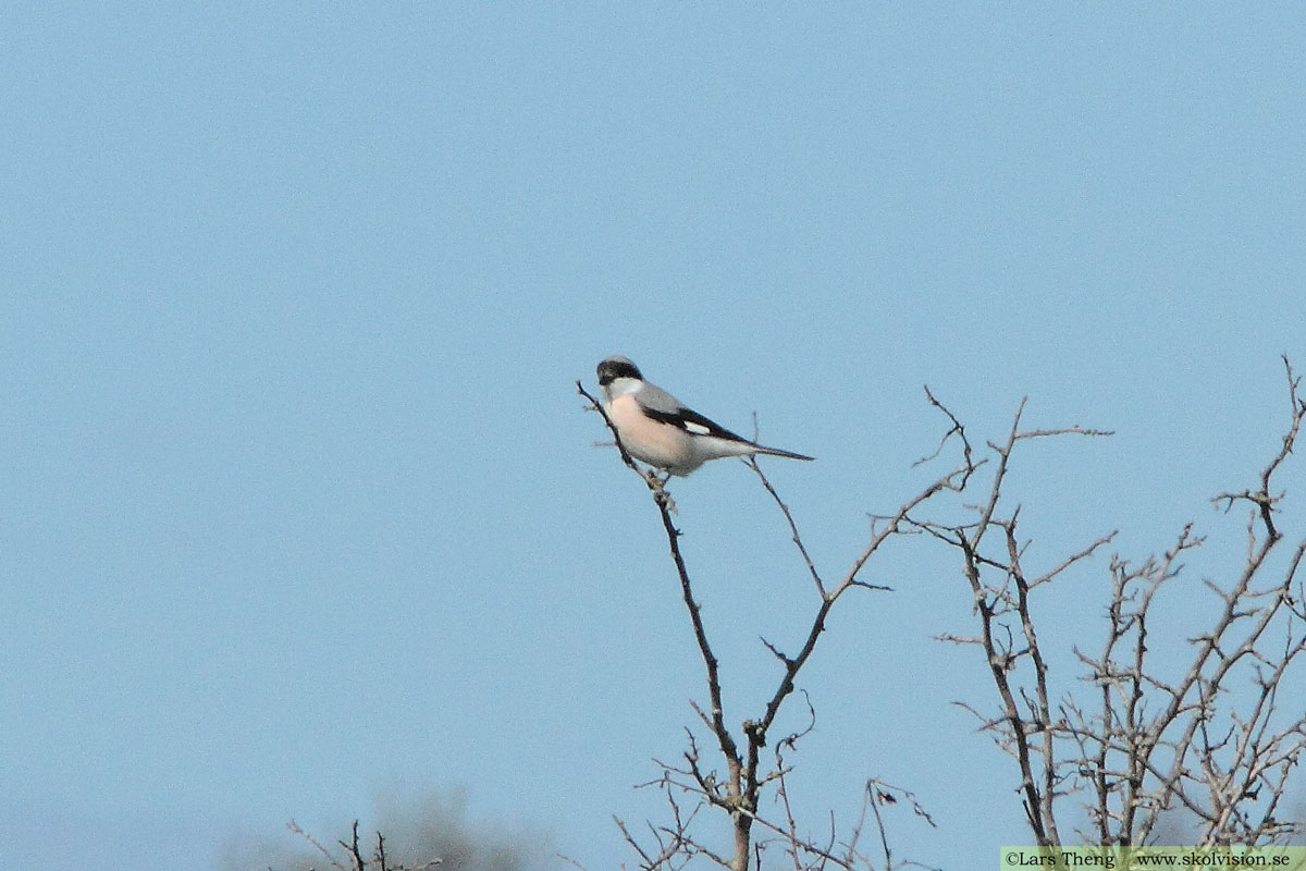 Varfågel, Lanius excubitor