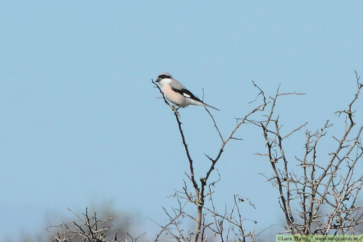 Varfågel, Lanius excubitor