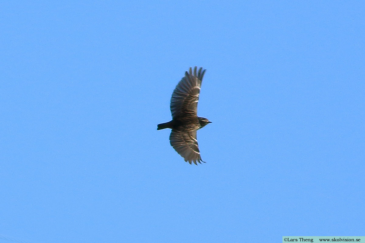 Trädlärka, Lullula arborea