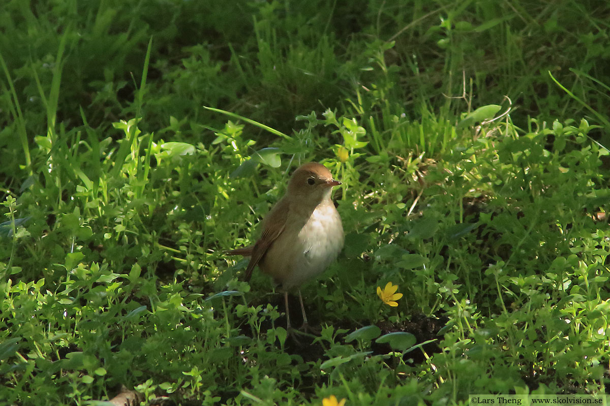 Trädlärka, Lullula arborea