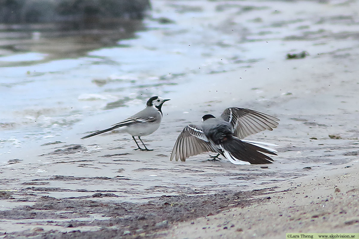 Sädesärla, Motacilla alba