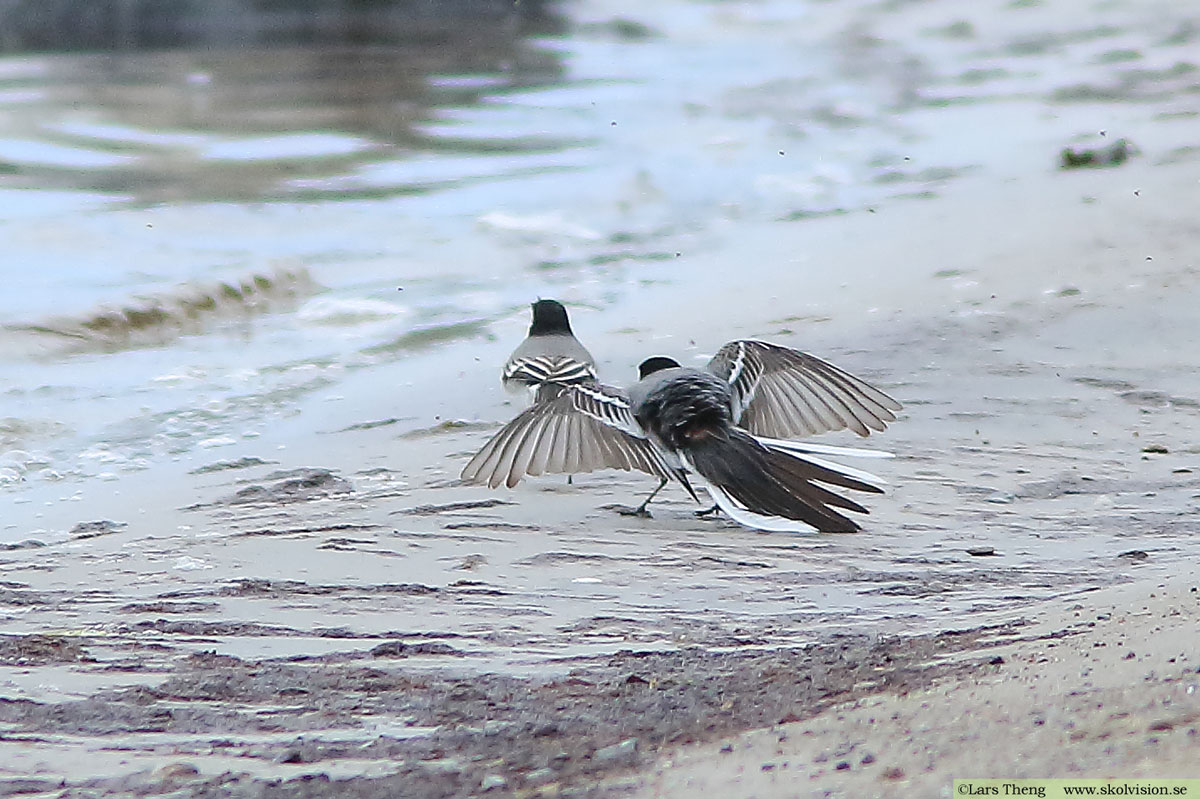 Sädesärla, Motacilla alba