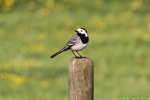 Sädesärla, Motacilla alba