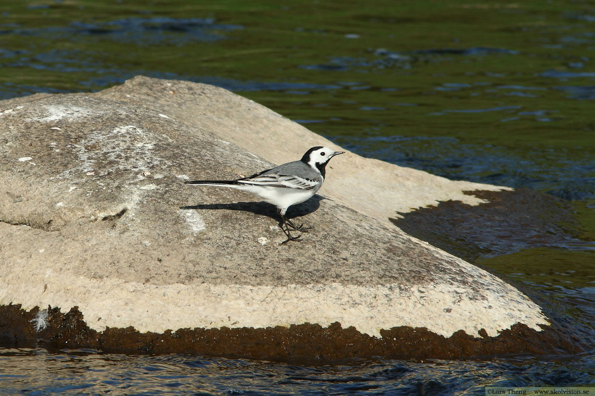 Sädesärla, Motacilla alba