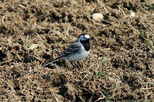 Sädesärla, Motacilla alba