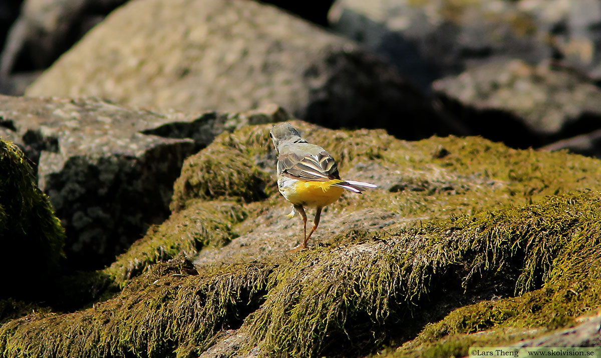 Sädesärla, Motacilla alba