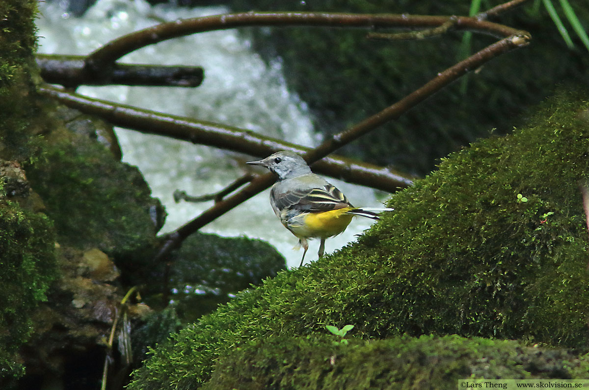 Sädesärla, Motacilla alba