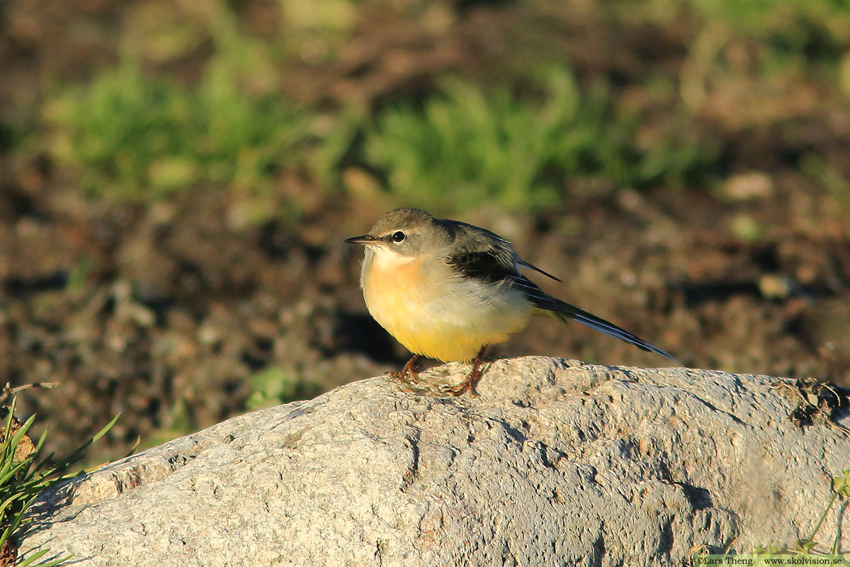 Sädesärla, Motacilla alba