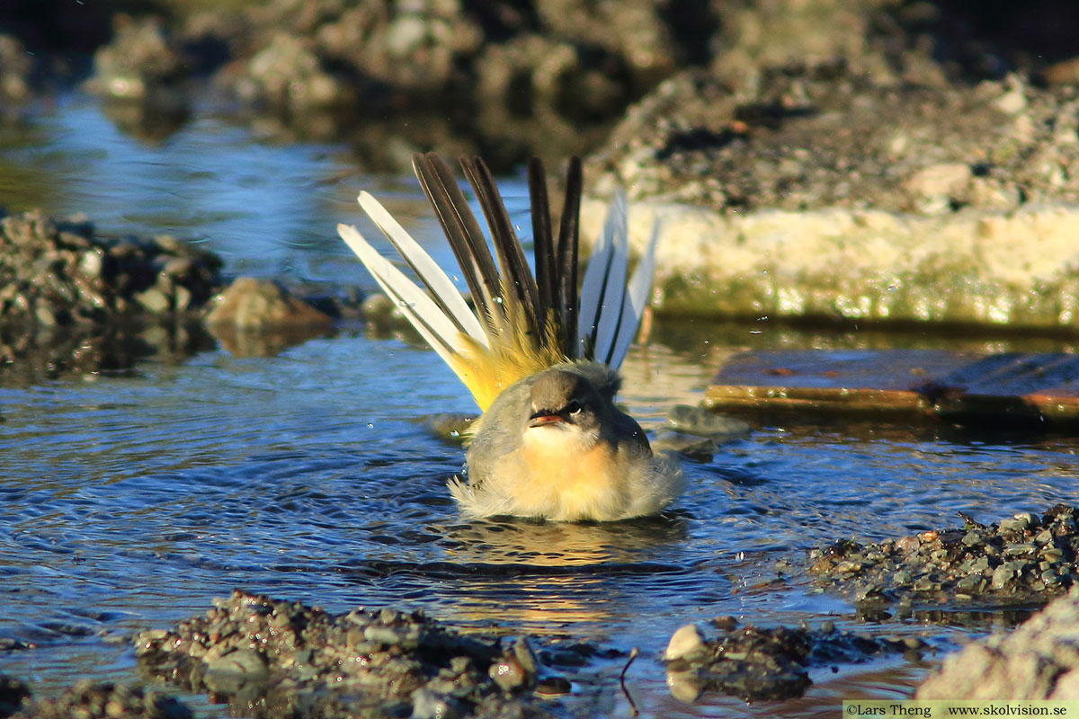 Sädesärla, Motacilla alba