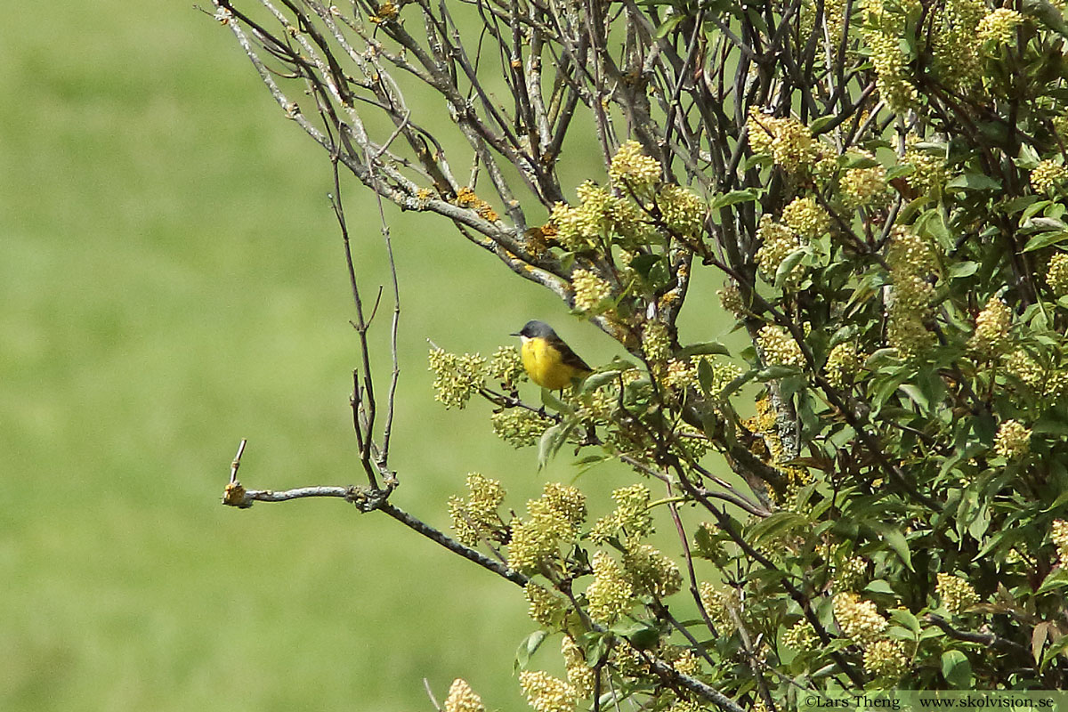 Gulärla, Motacilla flava thunbergi