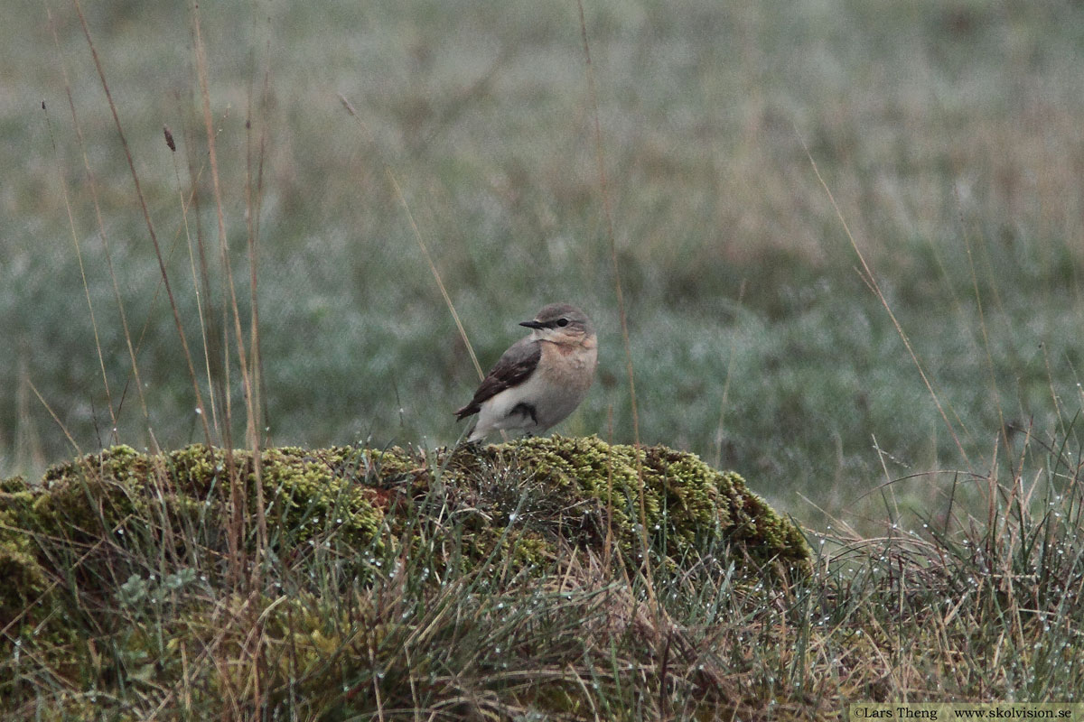 Stenskvätta, Oenanthe oenanthe