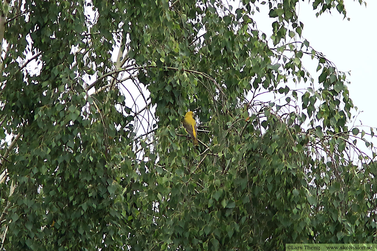 Sädesärla, Motacilla alba