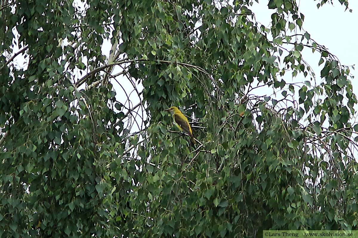 Sädesärla, Motacilla alba