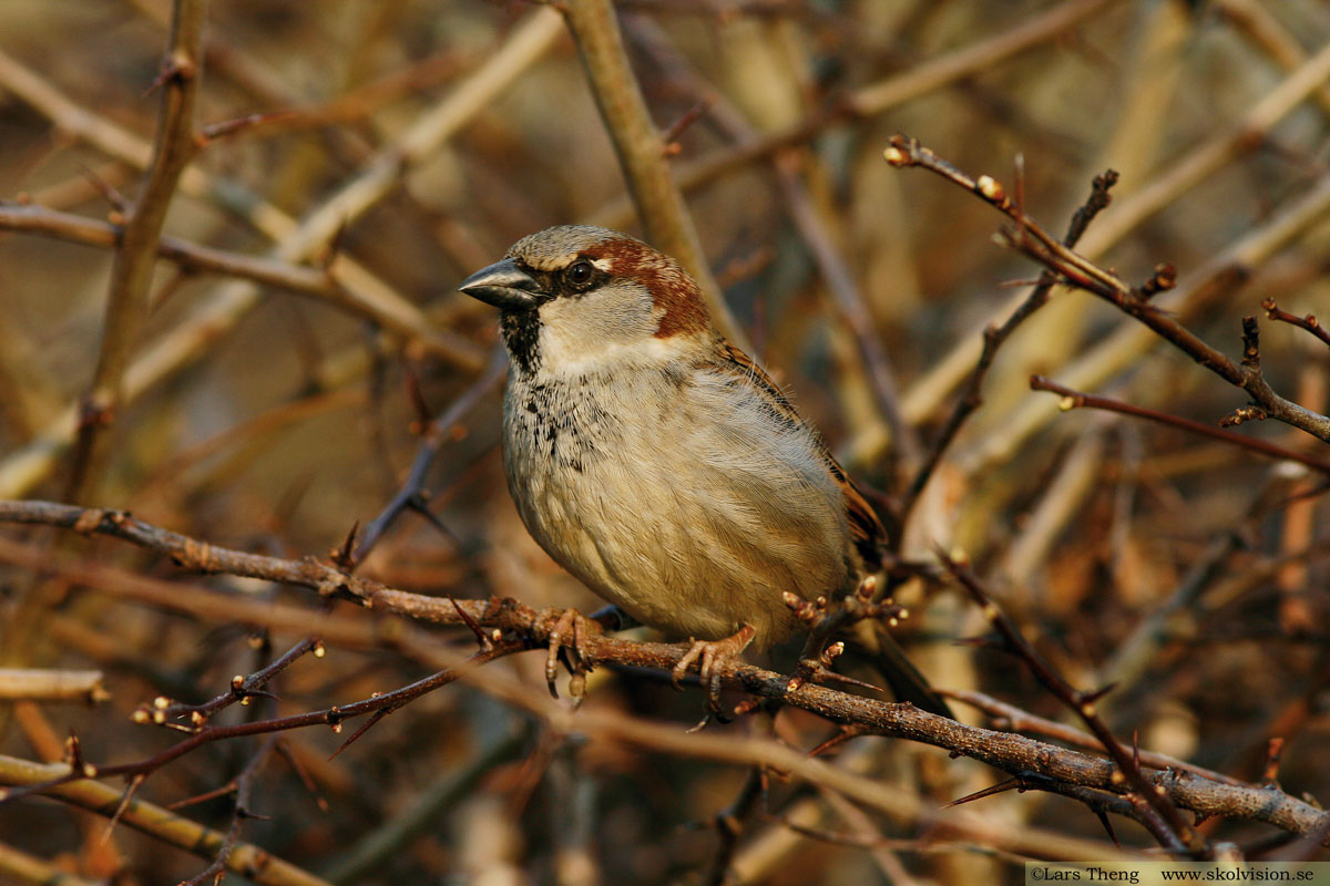 Gråsparv, Passer domesticus