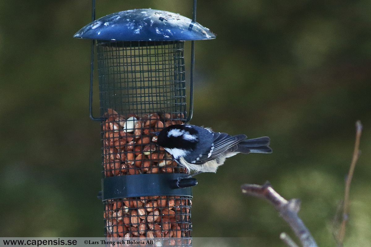 Pilfink, Passer montanus