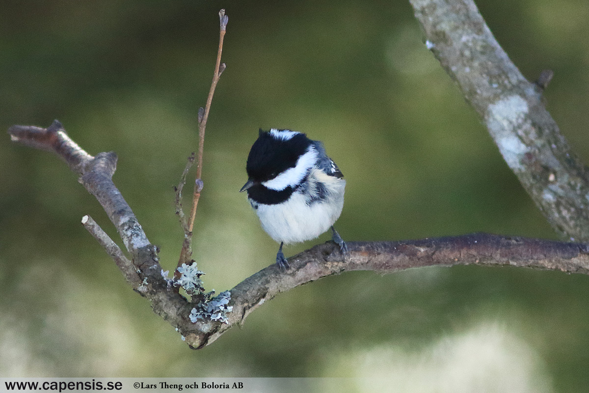 Pilfink, Passer montanus