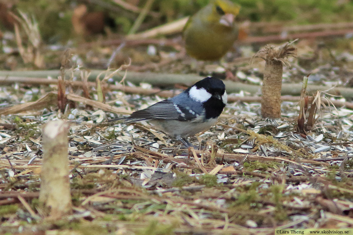 Pilfink, Passer montanus