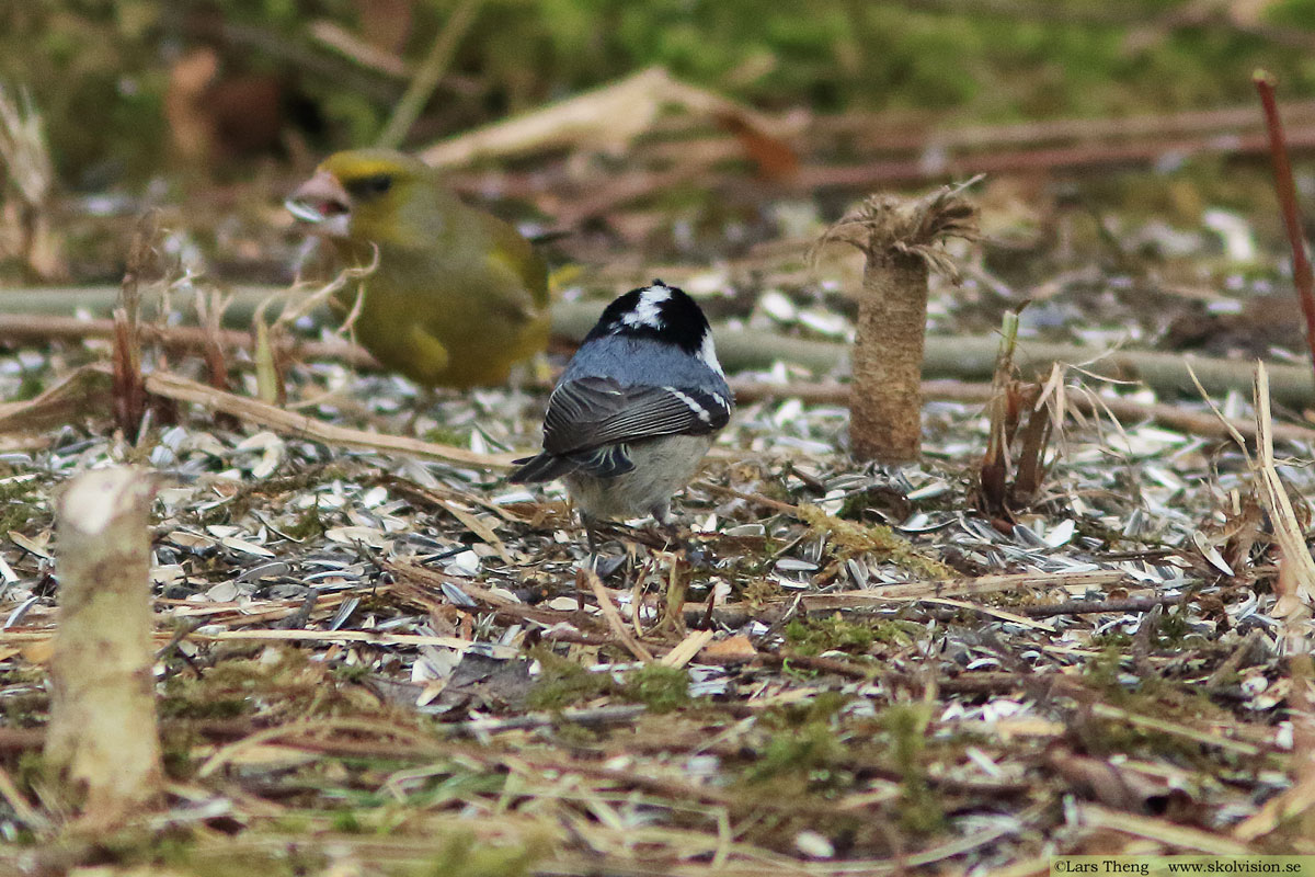 Pilfink, Passer montanus