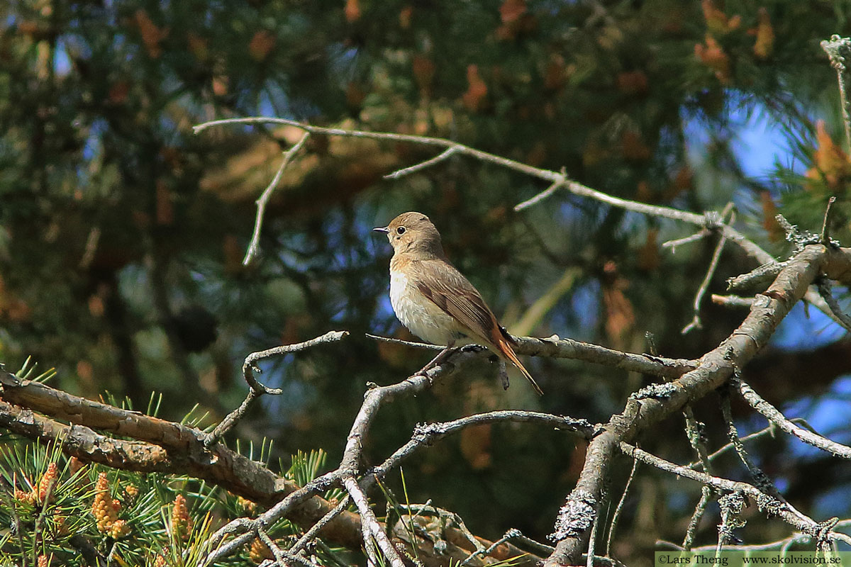 Svart rödstjärt, Phoenicurus ochruros