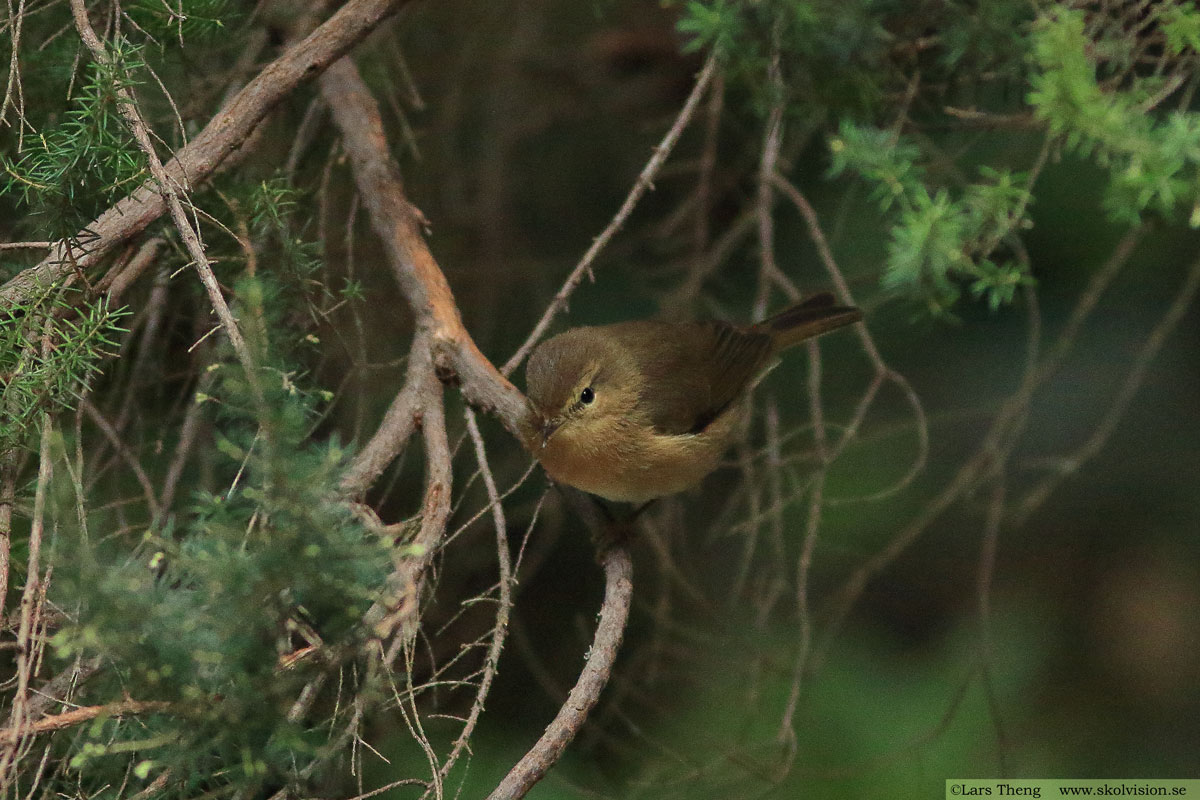 Kanariegransångare, Phylloscopus canariensis 