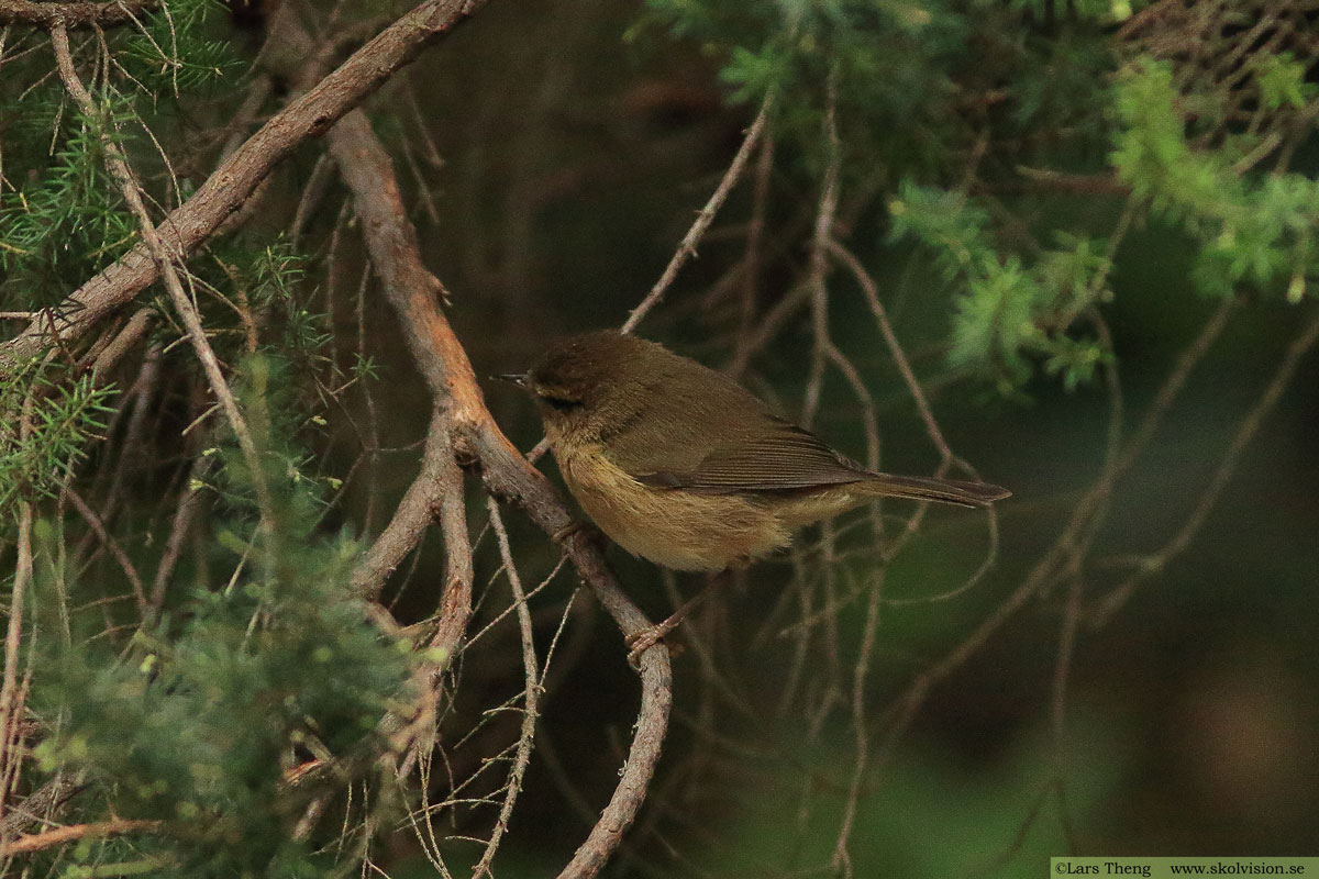 Kanariegransångare, Phylloscopus canariensis 