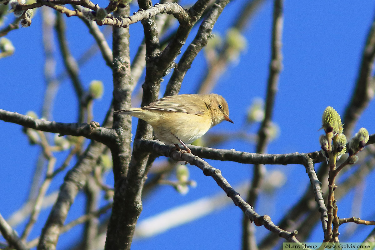 Lundsångare, Phylloscopus trochiloides