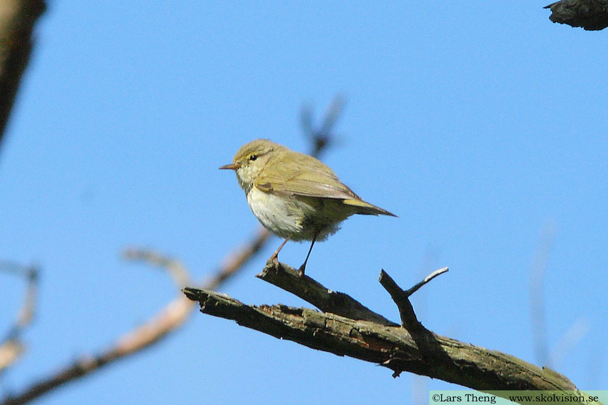 Nordsångare, Phylloscopus borealis