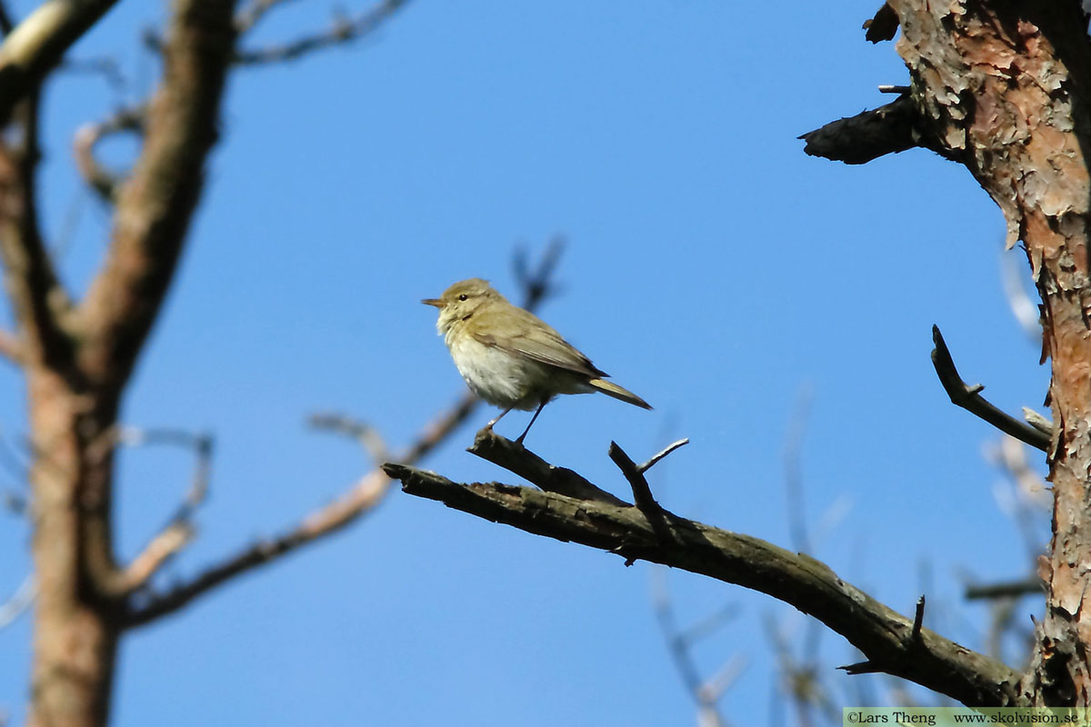 Nordsångare, Phylloscopus borealis