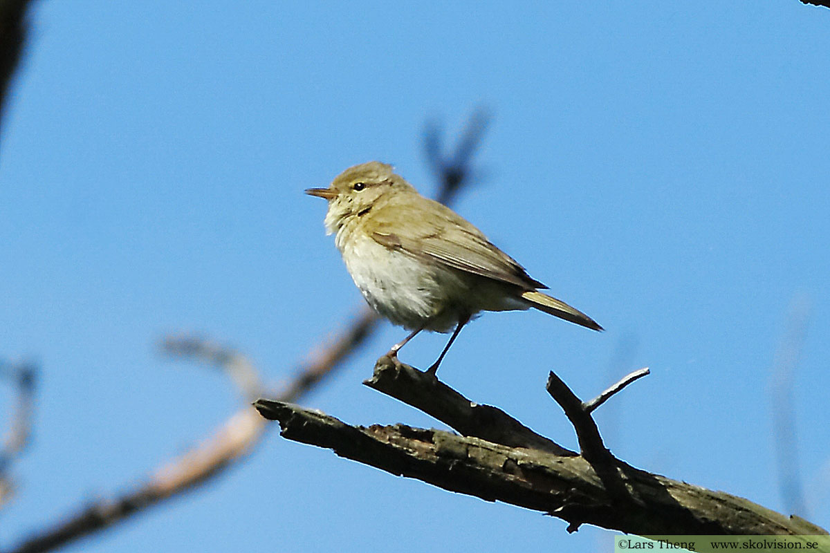 Nordsångare, Phylloscopus borealis