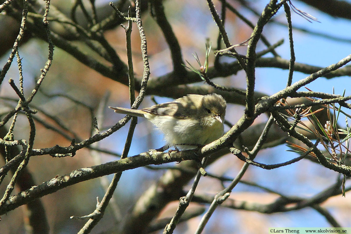 Nordsångare, Phylloscopus borealis