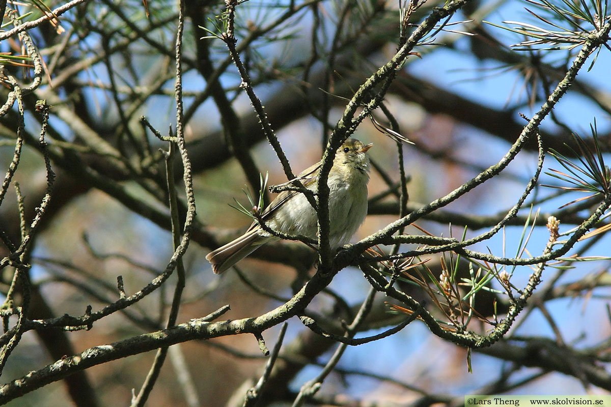 Nordsångare, Phylloscopus borealis