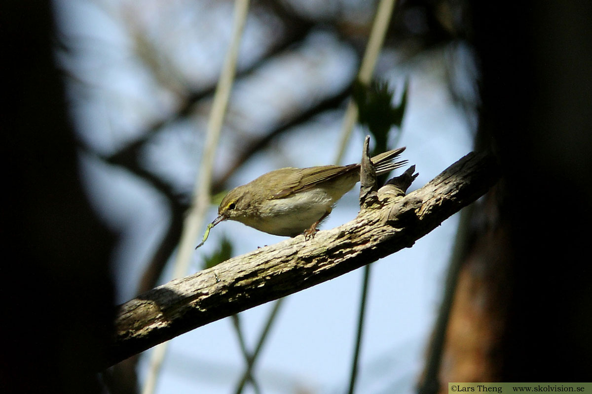 Nordsångare, Phylloscopus borealis