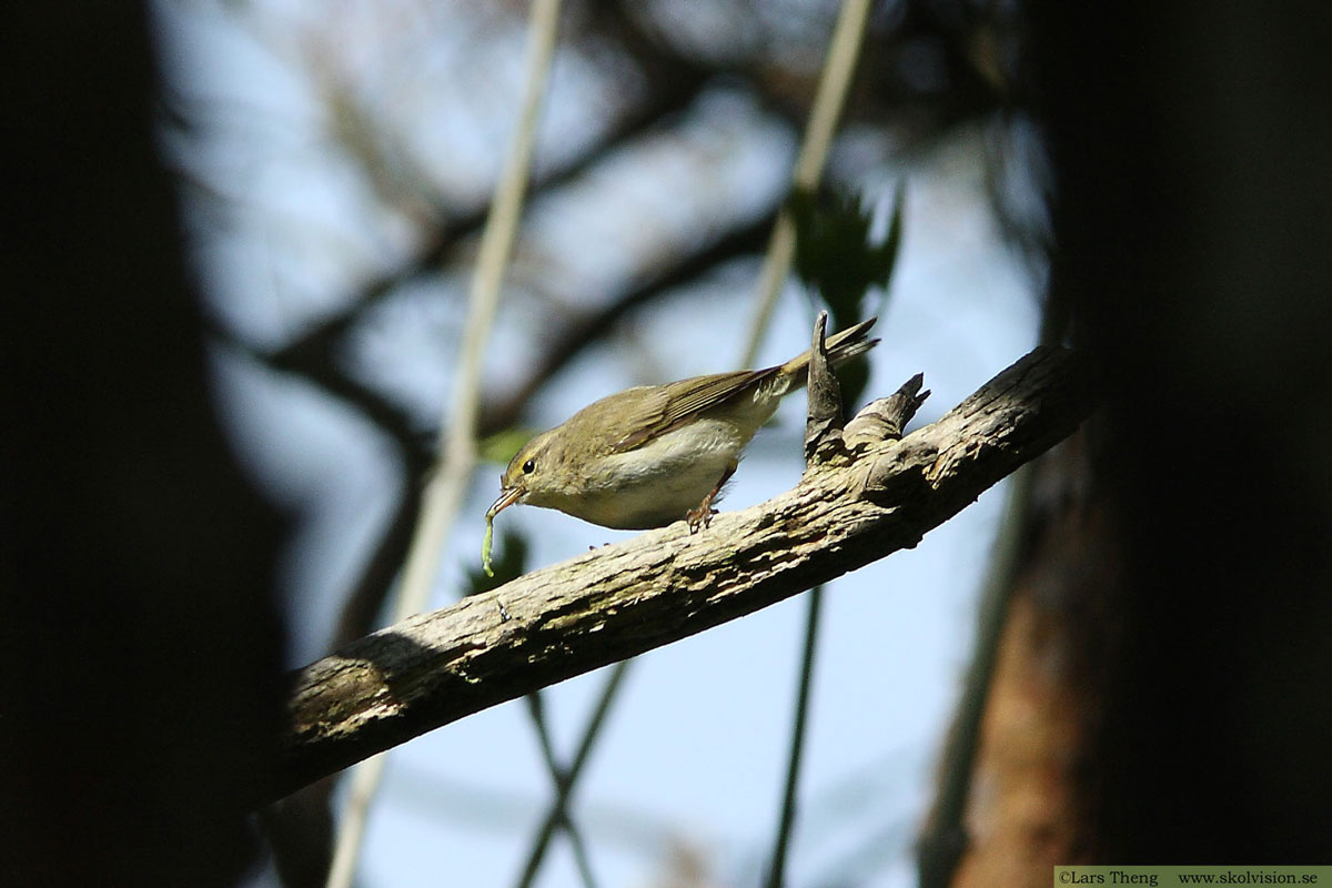 Nordsångare, Phylloscopus borealis