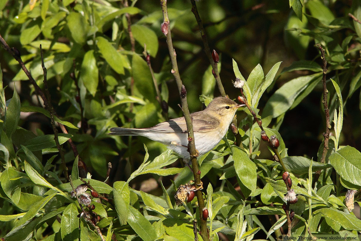 Lundsångare, Phylloscopus trochiloides