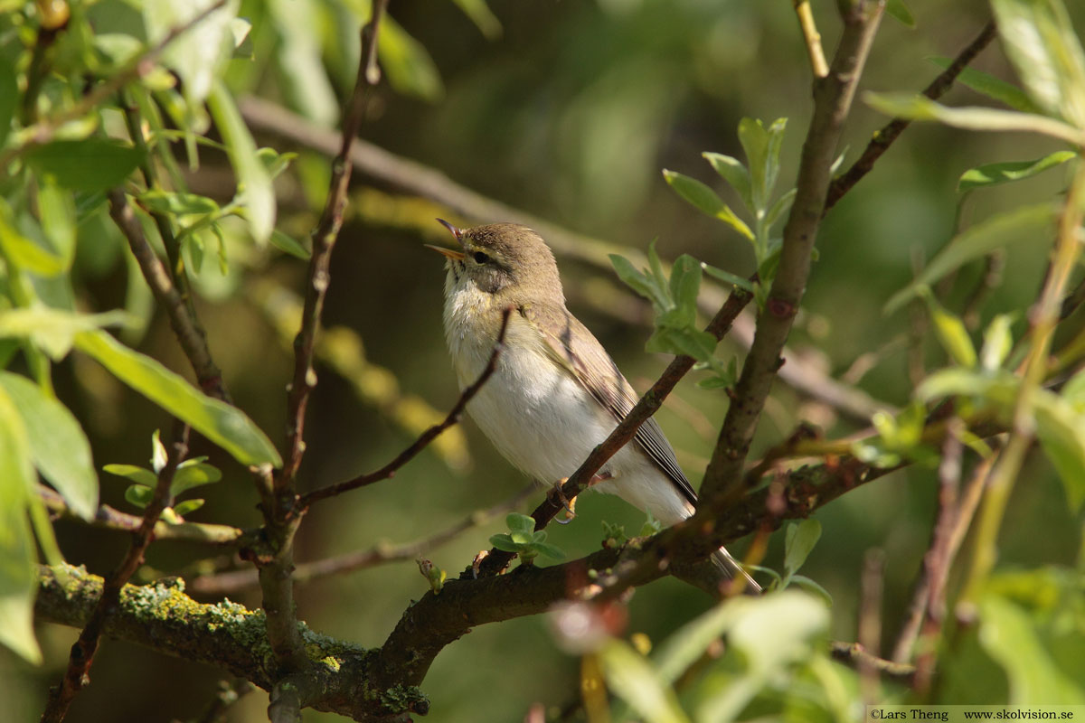 Lundsångare, Phylloscopus trochiloides