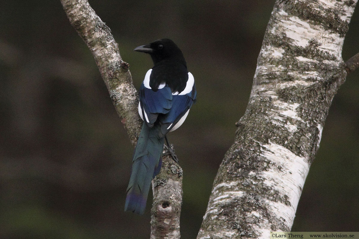 Lundsångare, Phylloscopus trochiloides