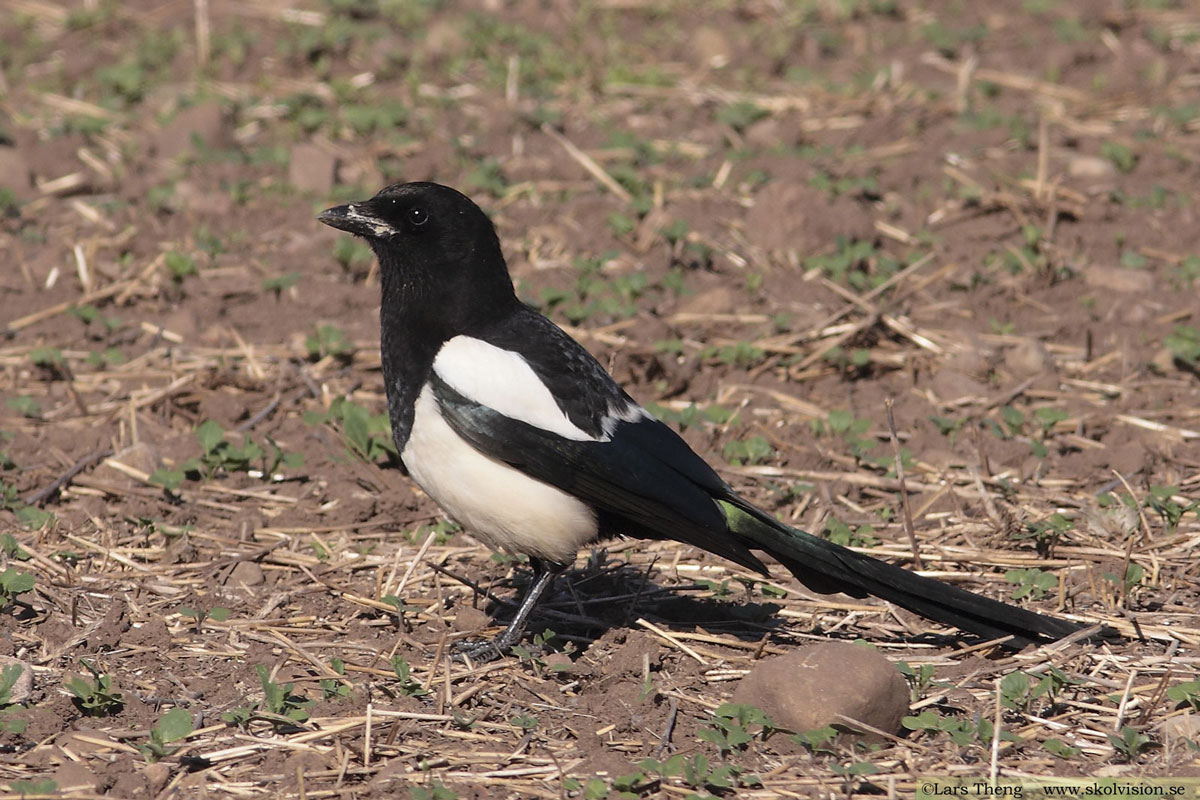 Lundsångare, Phylloscopus trochiloides