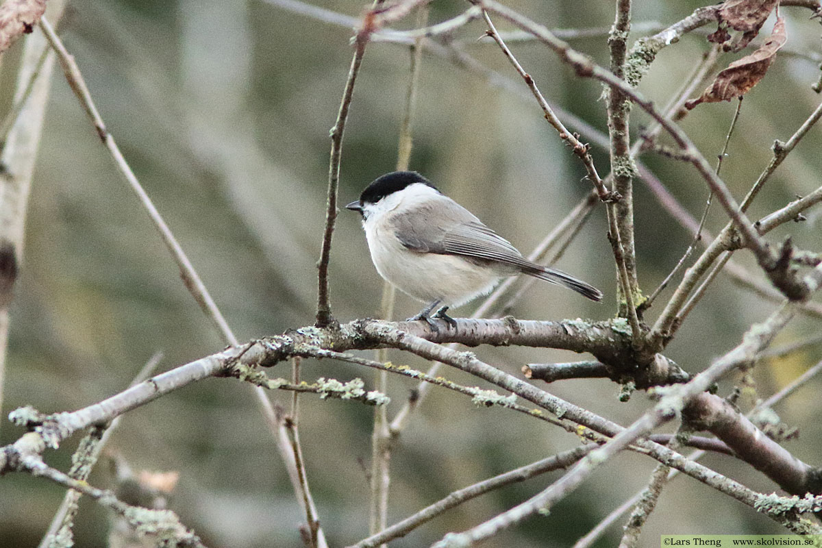 Entita, Poecile palustris