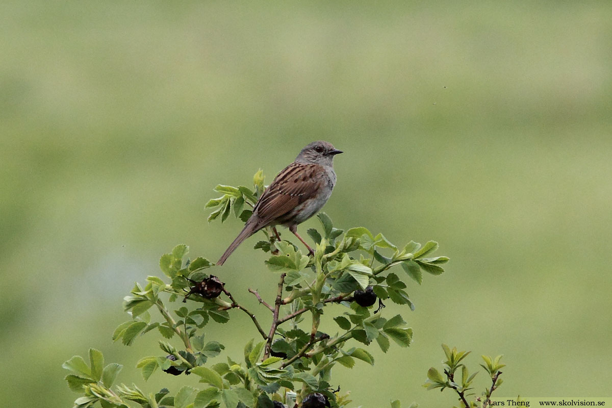 Entita, Poecile palustris