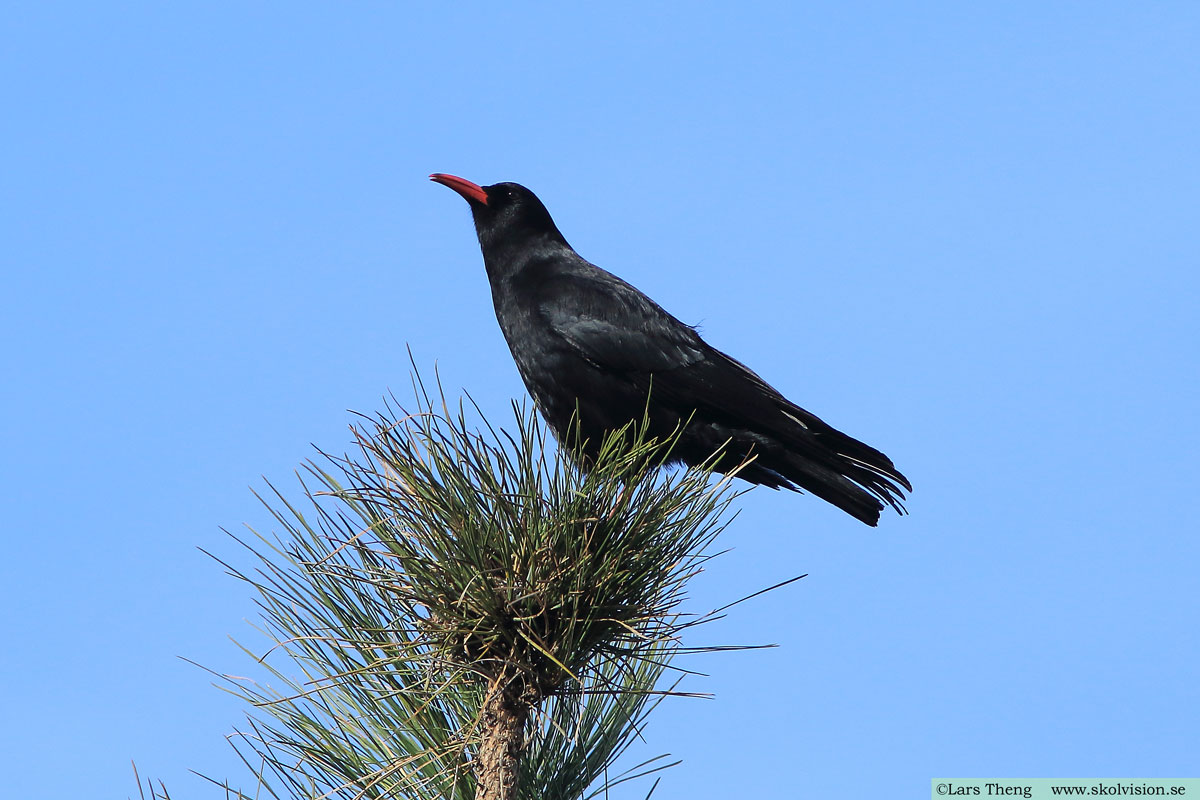 Alpkråka, Pyrrhocorax pyrrhocorax