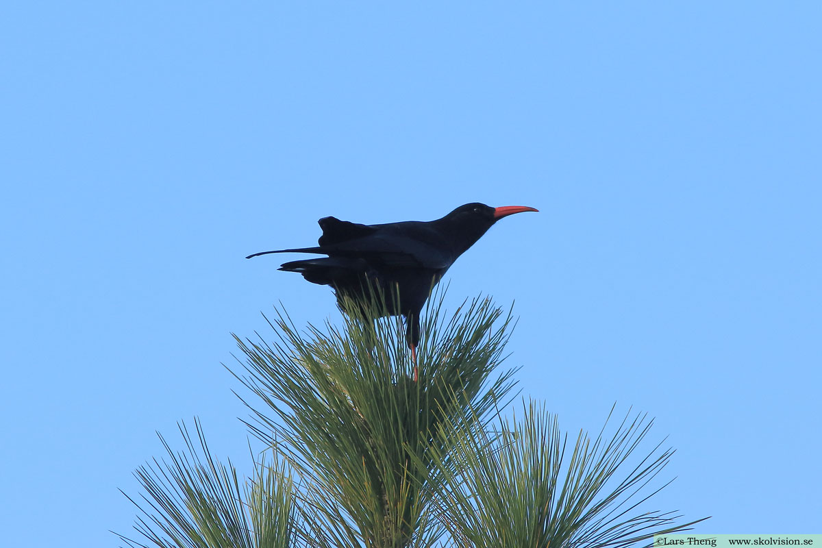 Alpkråka, Pyrrhocorax pyrrhocorax