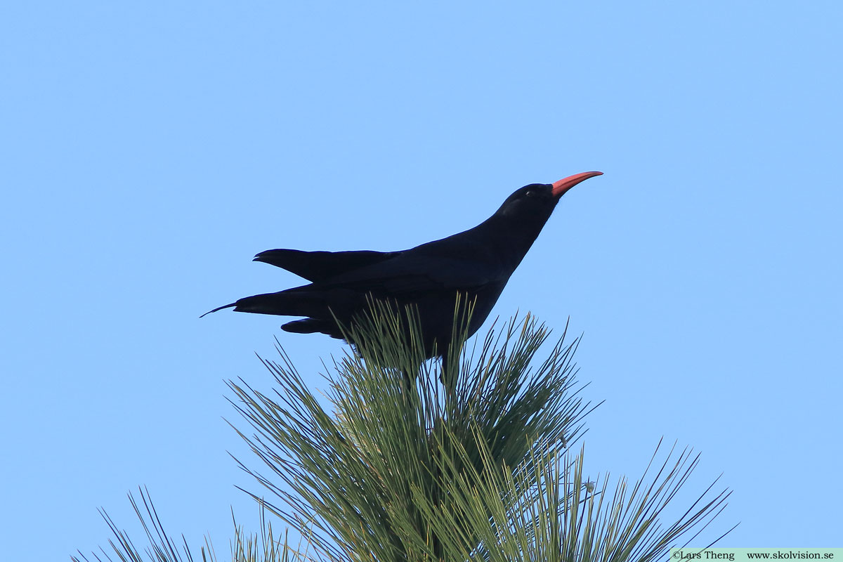 Alpkråka, Pyrrhocorax pyrrhocorax