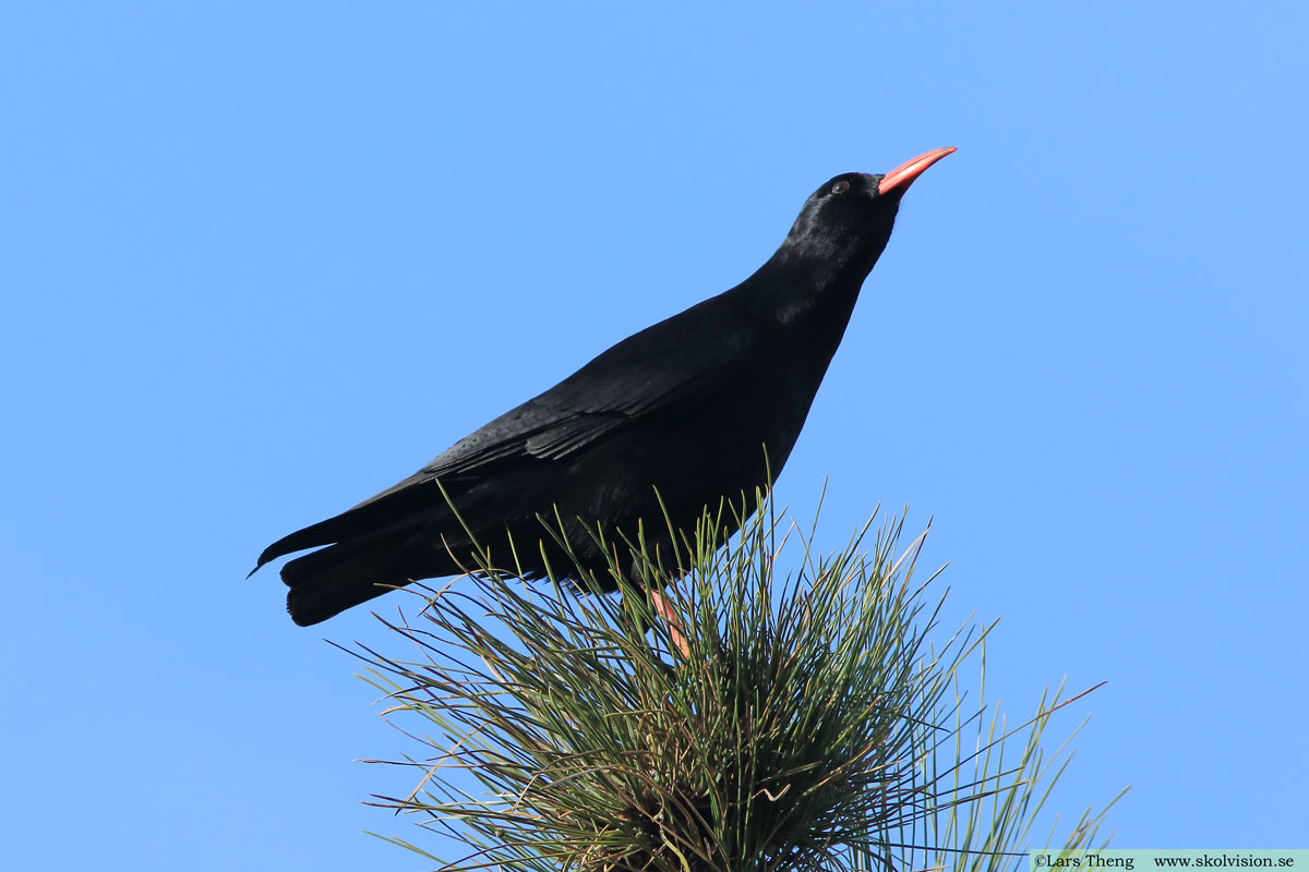 Alpkråka, Pyrrhocorax pyrrhocorax