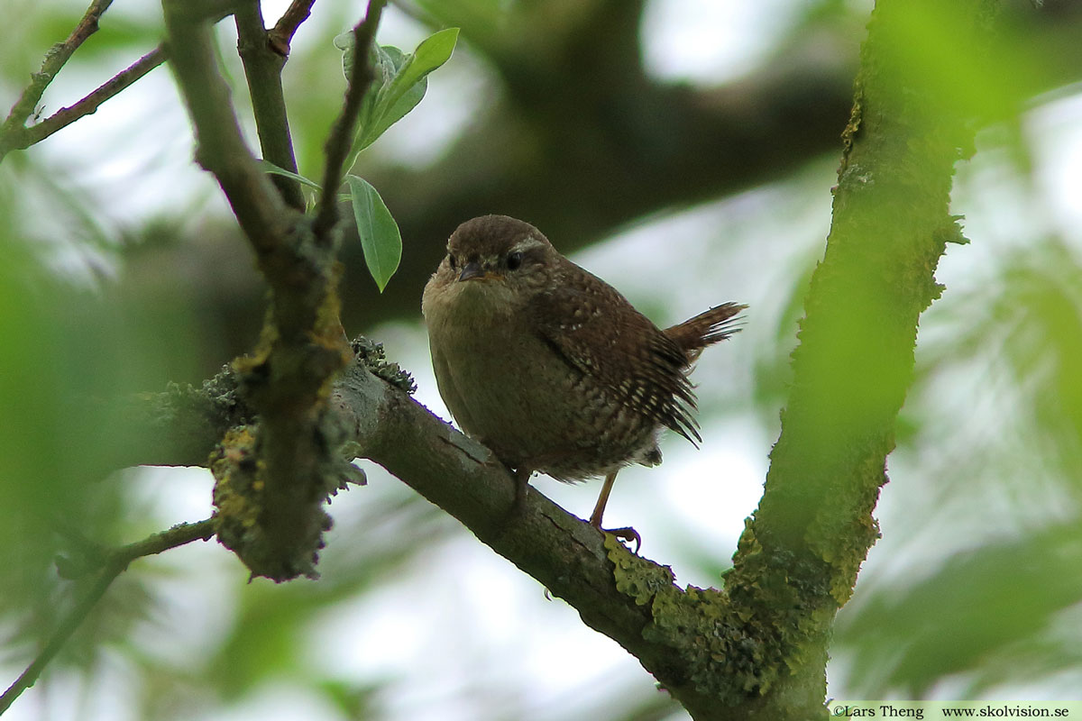 Gärdsmyg, Troglodytes troglodytes