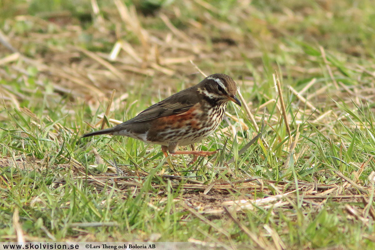 Koltrast, Turdus merula