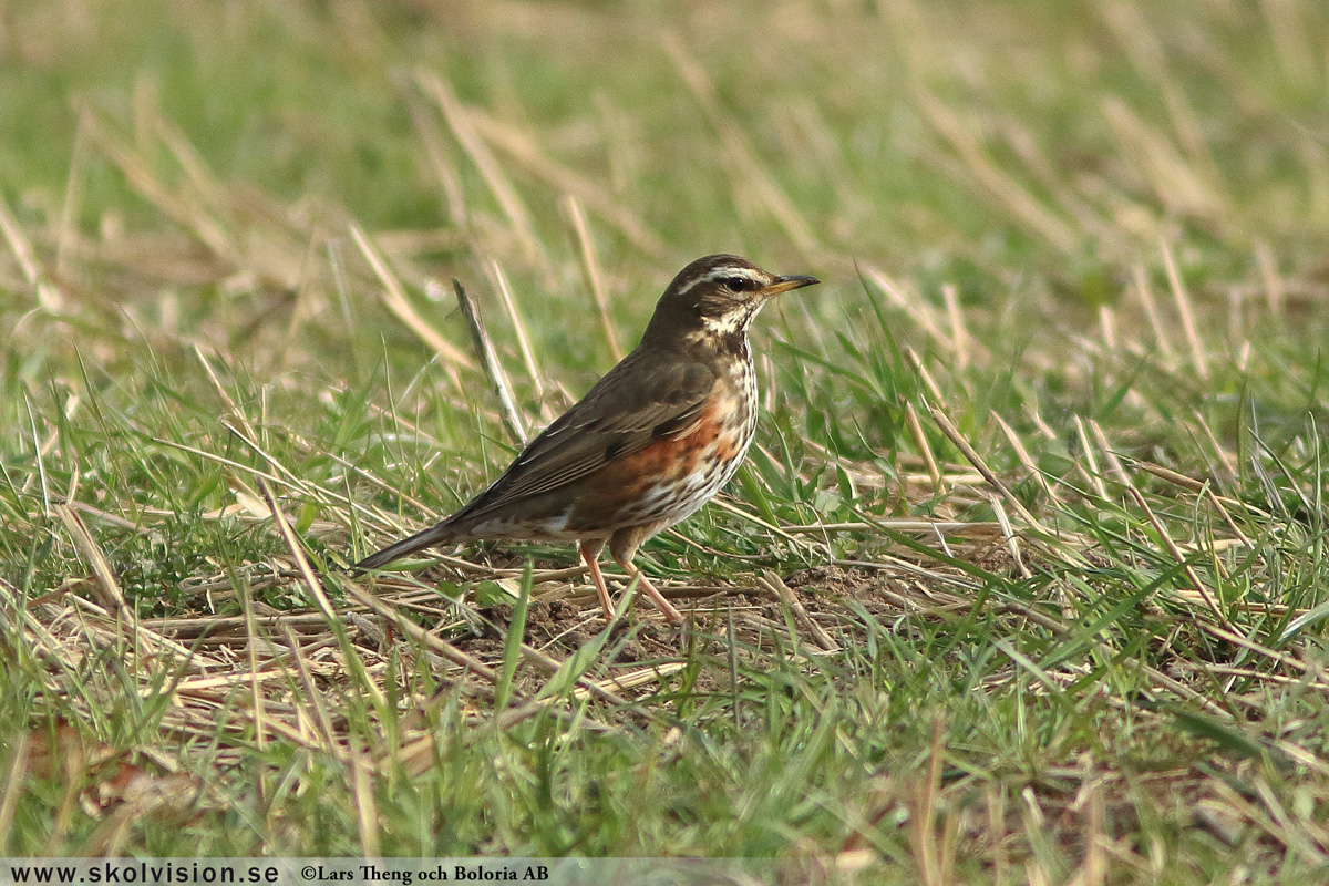 Koltrast, Turdus merula