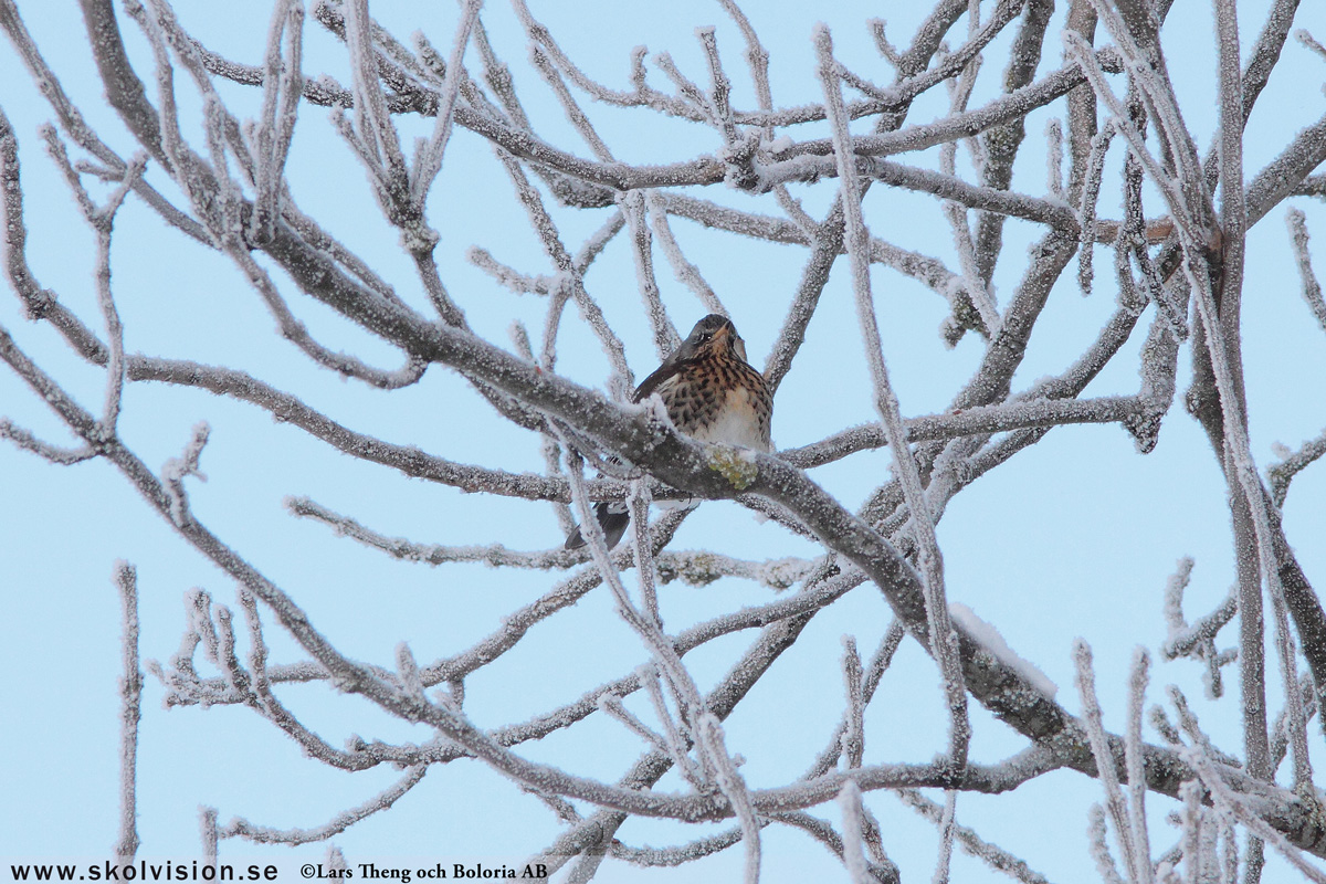 Björktrast, Turdus pilaris