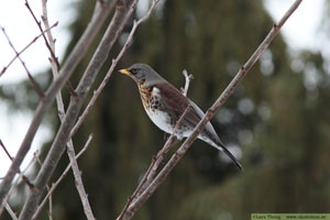 Björktrast, Turdus pilaris